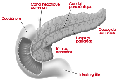 pancreas