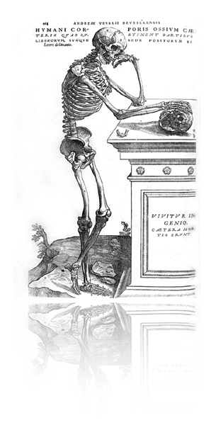 vesaliusOs